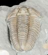 Prone Flexicalymene Trilobite - Ohio #61005-2